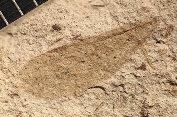 Media type: image;   Entomology PALE-14262